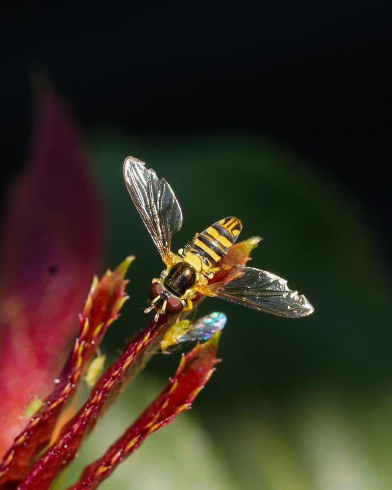 Hoverflies