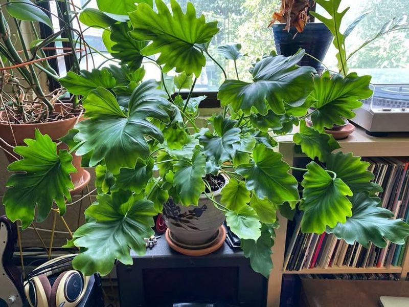 Philodendron Selloum