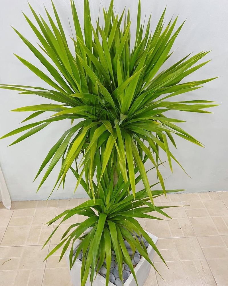 Yucca Cane