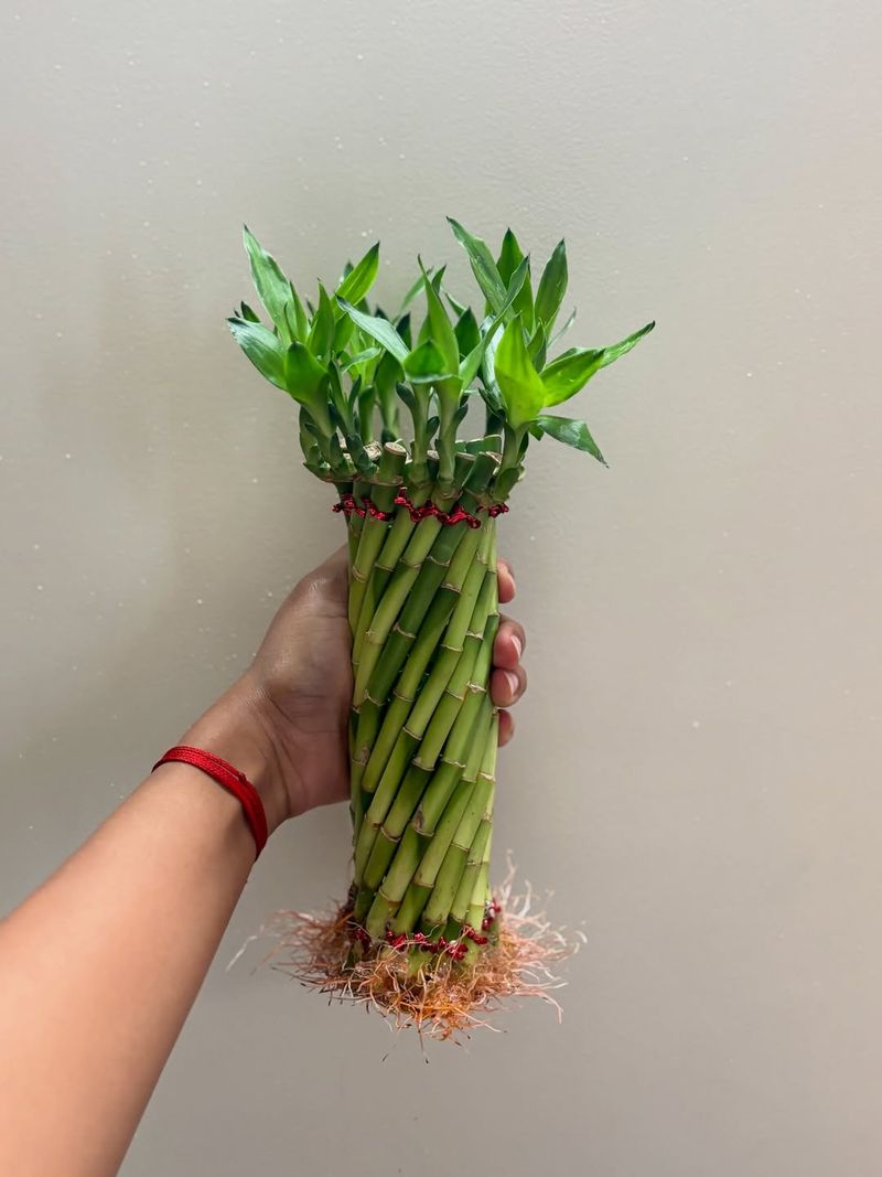 Lucky Bamboo