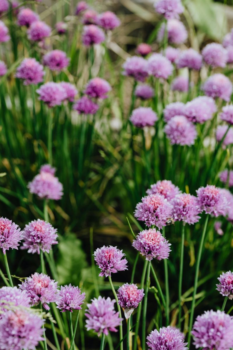 Chives