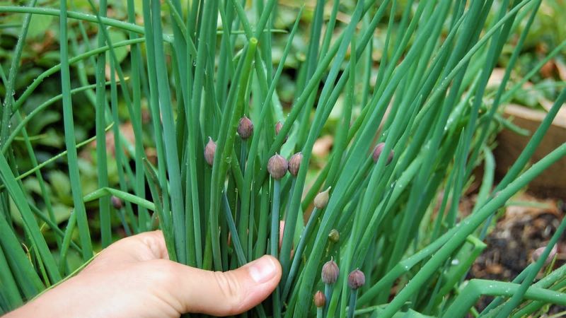 Chives