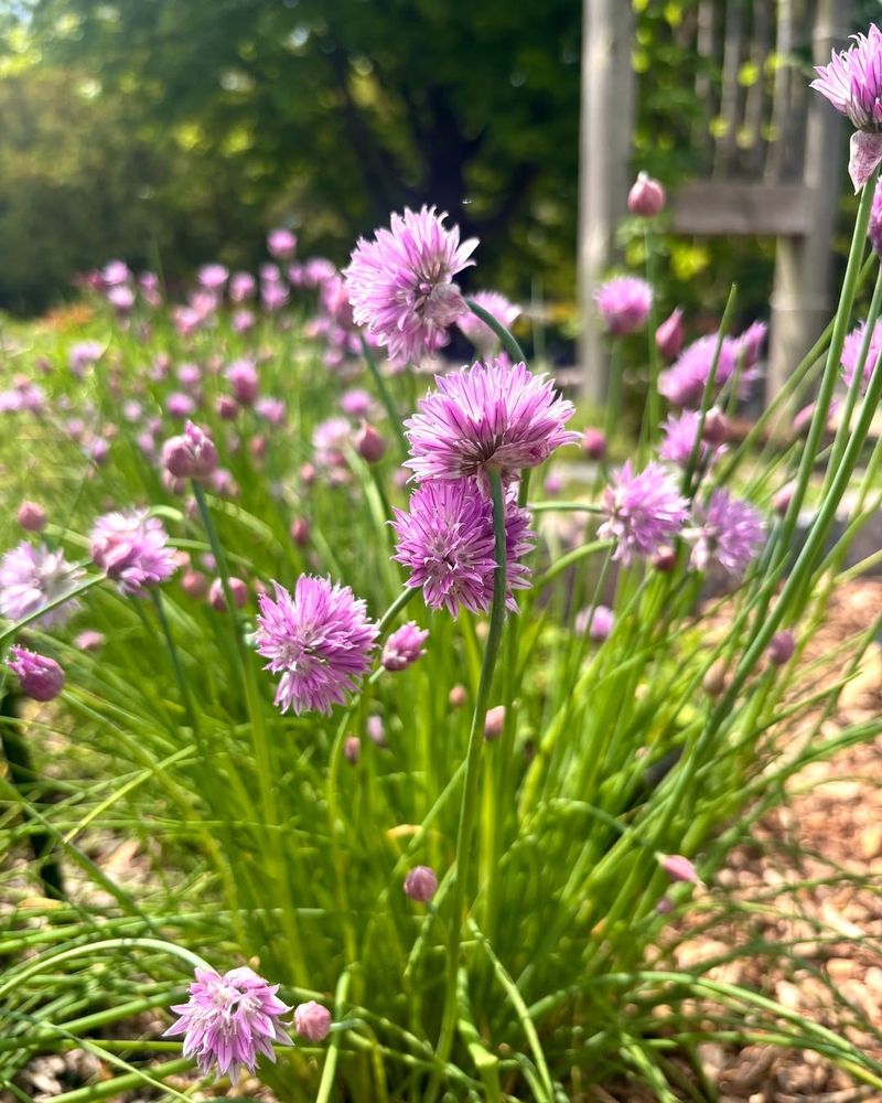 Chives