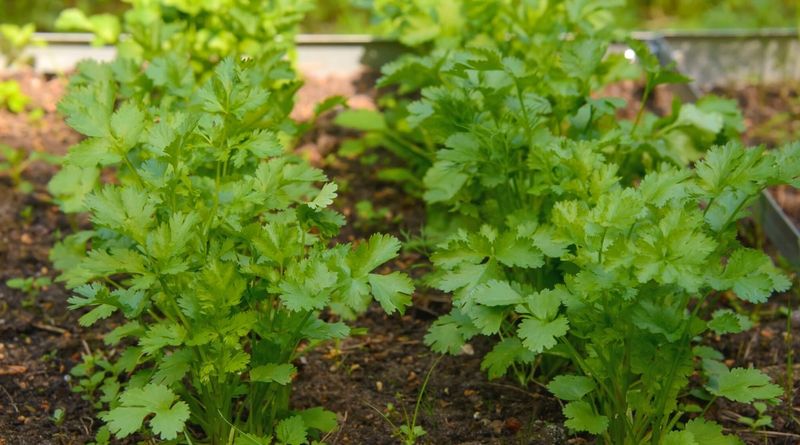 Cilantro Thrives In San Diego's Cooler Seasons