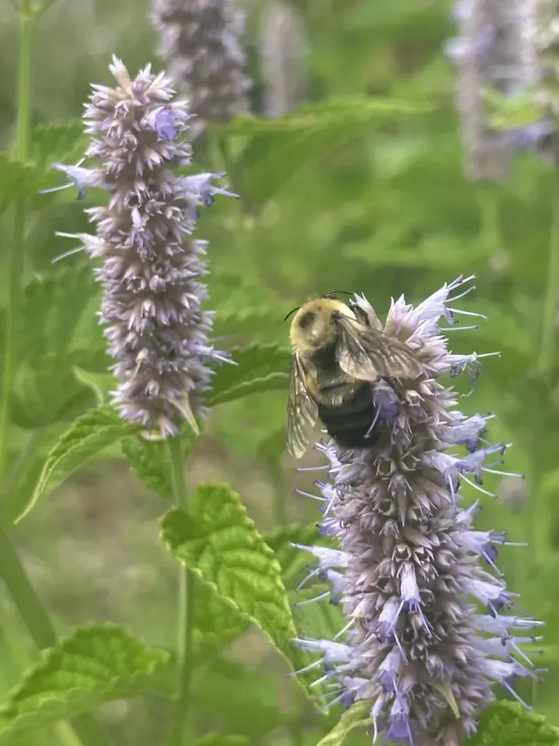 Anise Hyssop (Agastache Foeniculum)