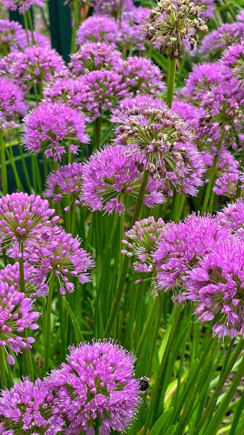How To Design A Long-Lasting Purple Perennial Garden In Virginia