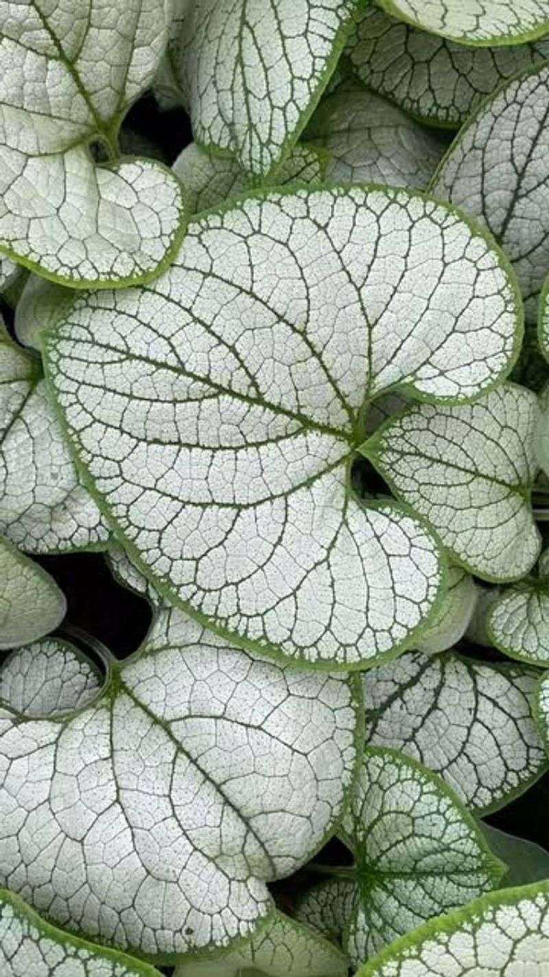 Brunnera