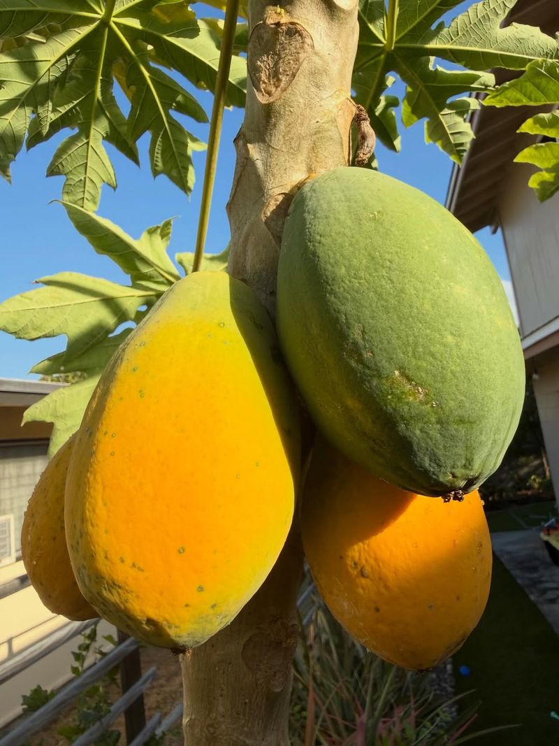 Papaya