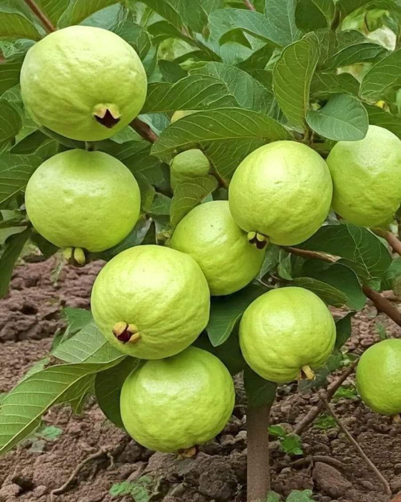 Guava (Psidium Guajava)
