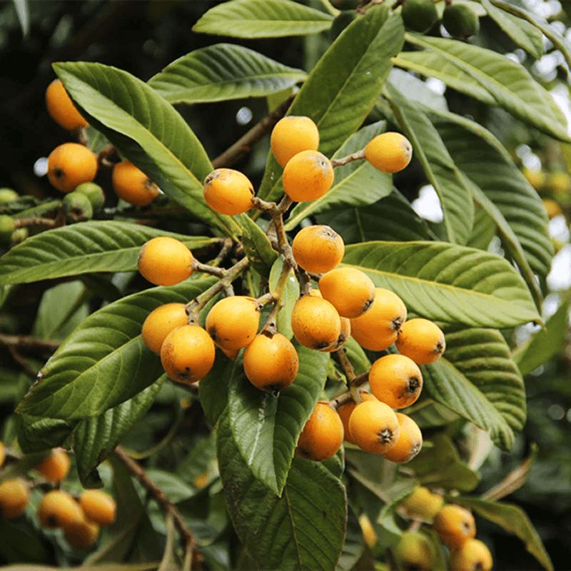 Loquat