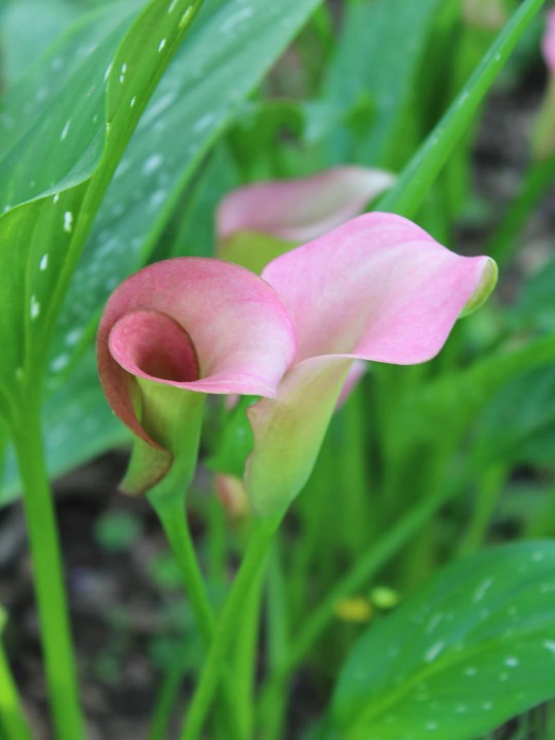 Calla Lily (Zantedeschia species)