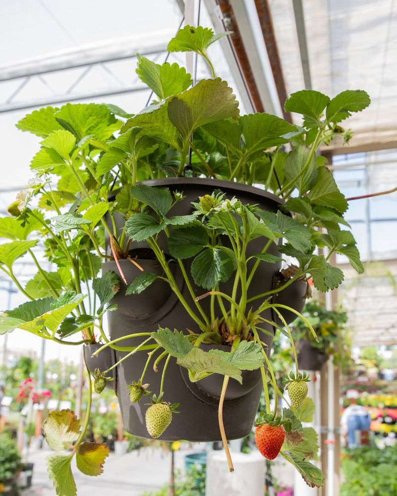 Strawberries in Pots