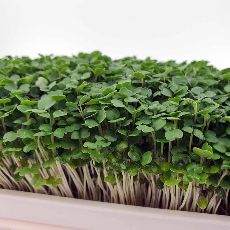 Broccoli Microgreens