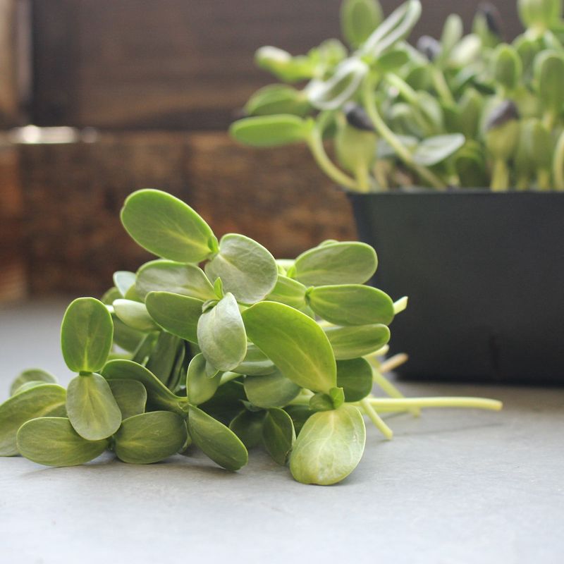Sunflower Microgreens