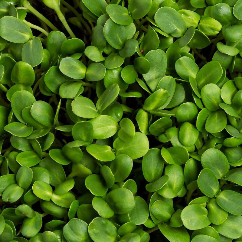 Sunflower Microgreens For Hearty Indoor Harvests