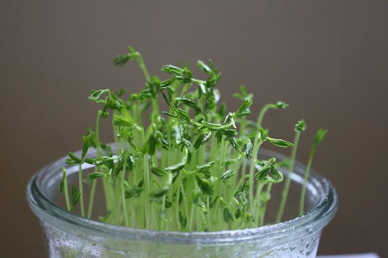 Broccoli Microgreens