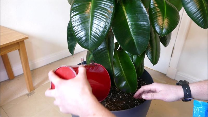 Rubber Plant