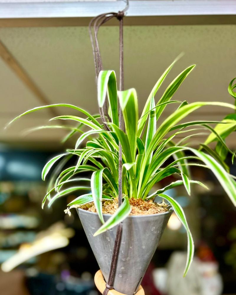 Spider Plant