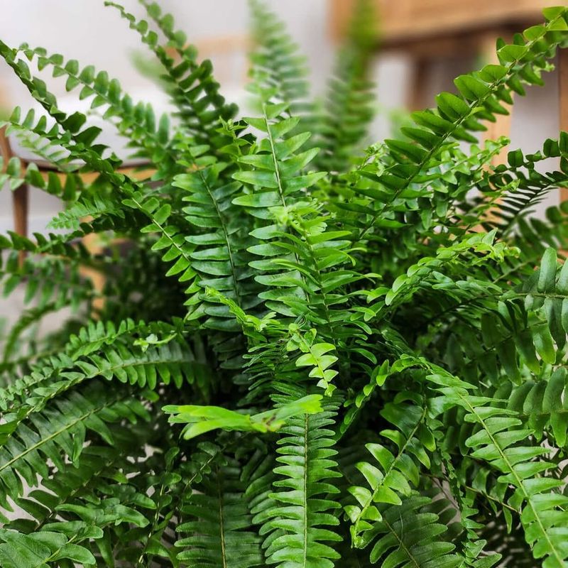 Boston Fern