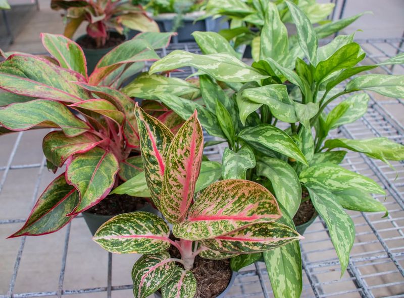 Chinese Evergreen