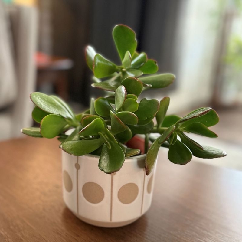 Jade Plant