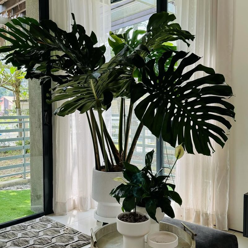 Monstera For Statement Growth Indoors
