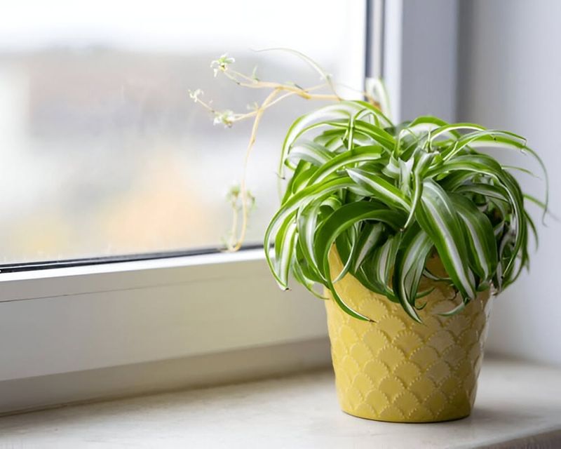Spider Plant For Easy Breathing And Mood Boosting