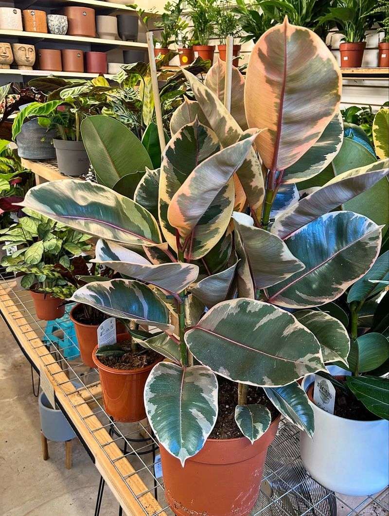 Rubber Plant (Ficus Elastica)