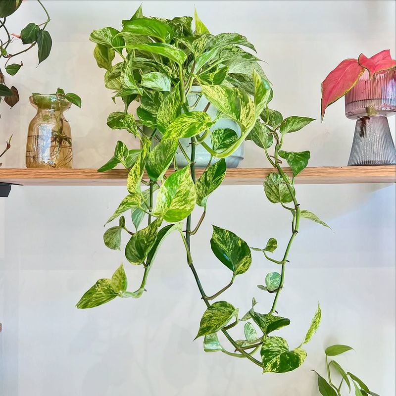 Pothos (Epipremnum Aureum)
