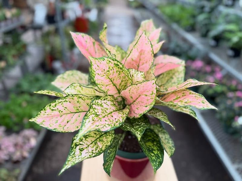 Chinese Evergreen (Aglaonema)