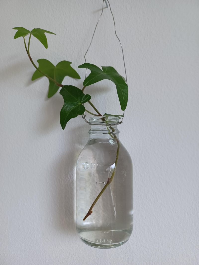 English Ivy (Hedera helix)