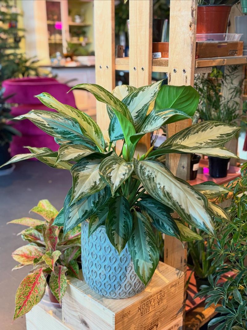 Chinese Evergreen (Aglaonema)