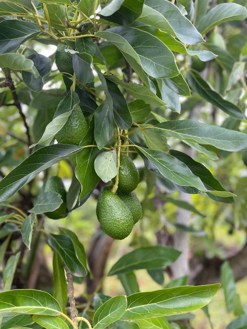 Avocado (Dwarf Or Semi-Dwarf Rootstock)