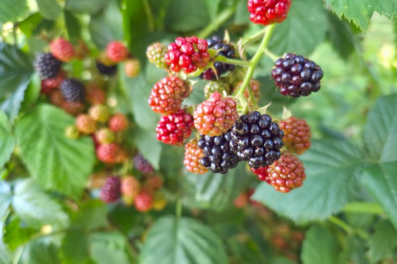Blackberry Bushes