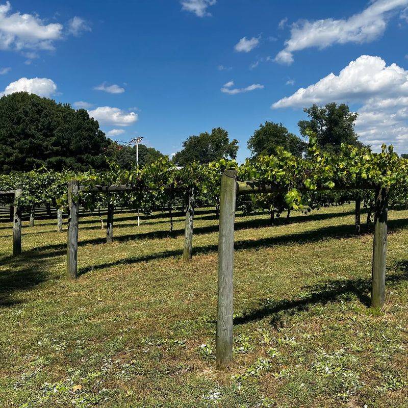 Grape Vines For Better Yields