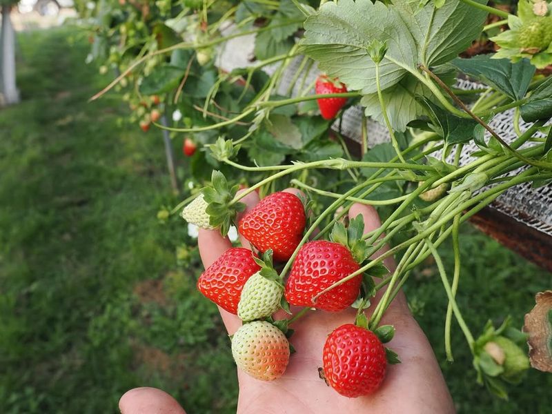 Strawberry Plants