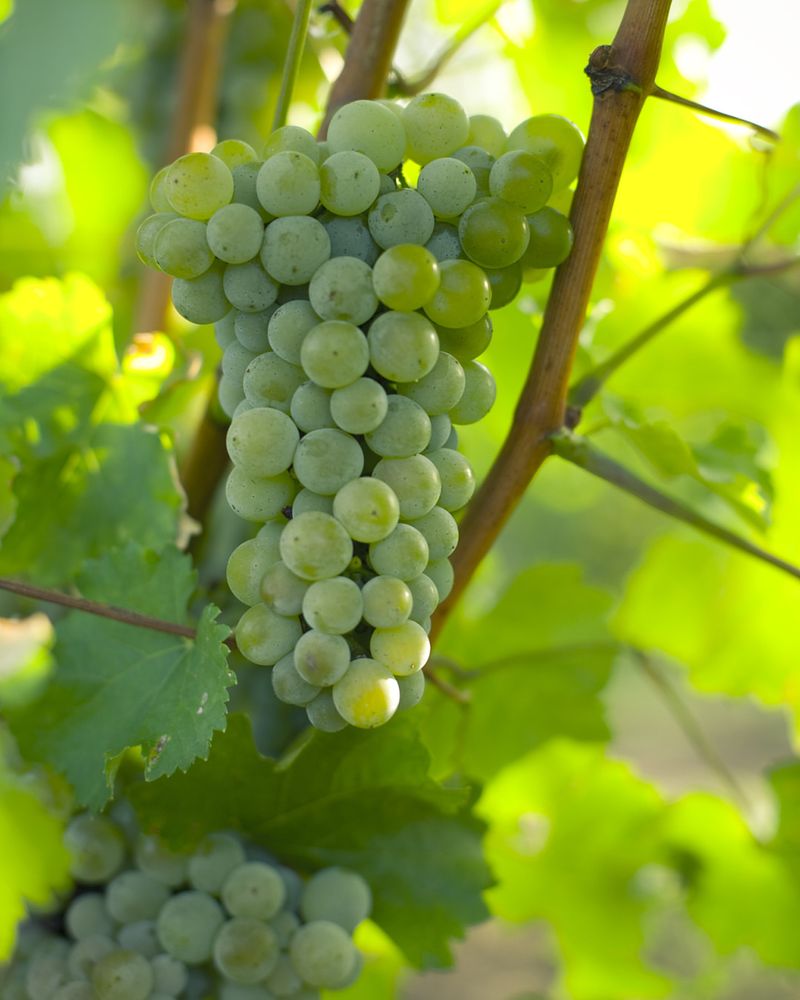 Grape Vines For Better Harvests