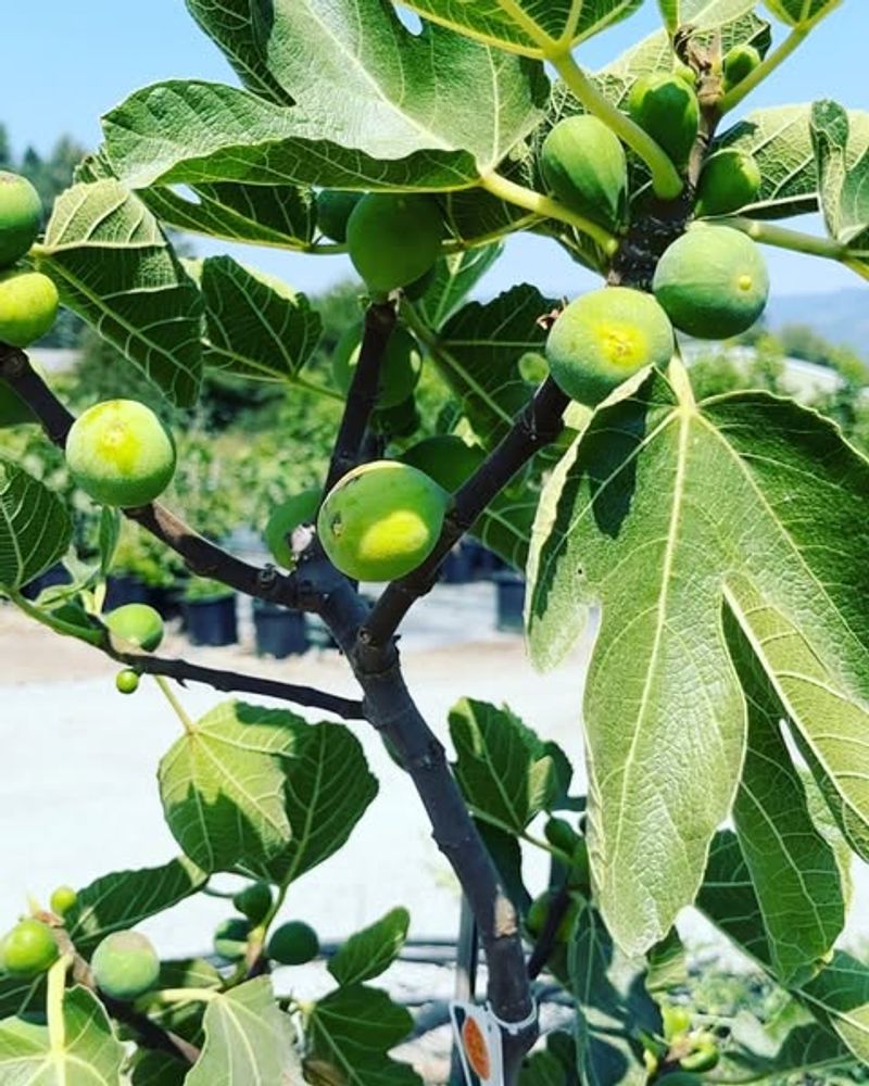 Fig Trees