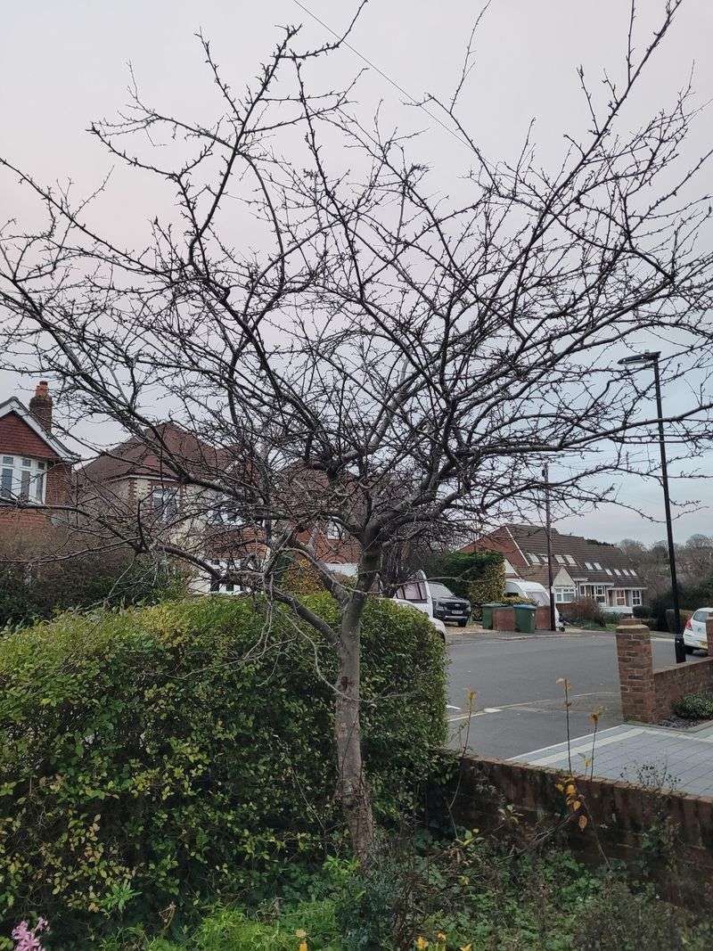 Cherry Trees (Sweet And Tart)