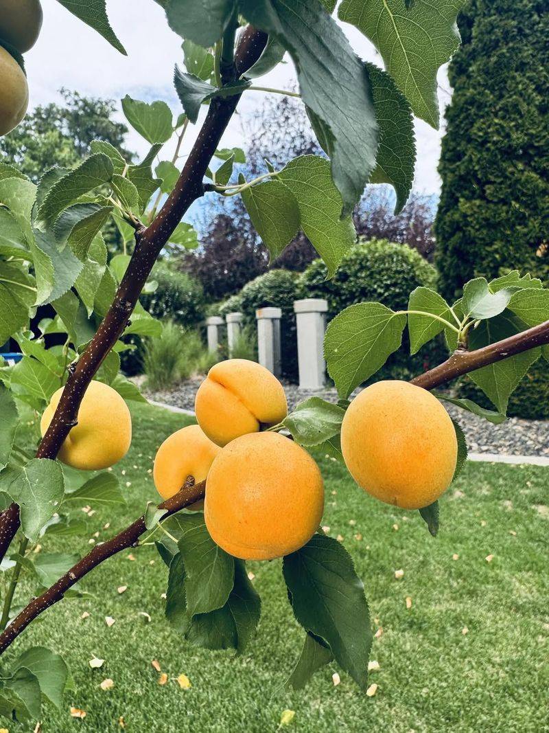 Apricot Trees
