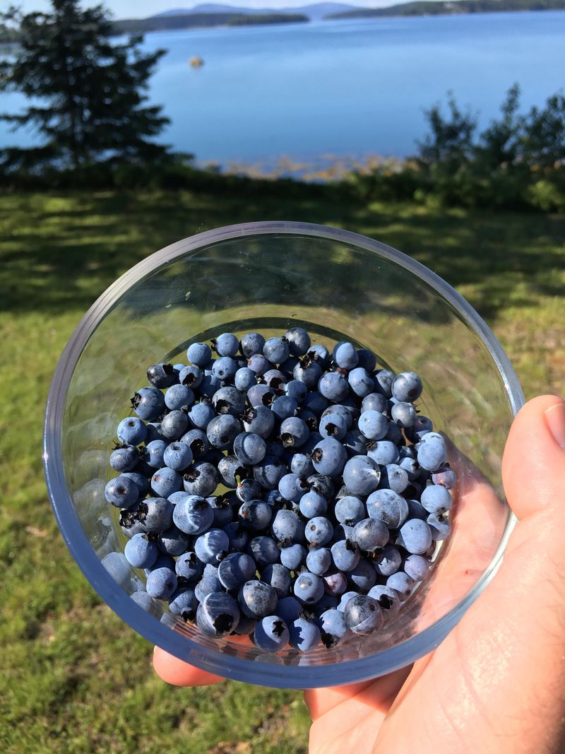 Blueberries