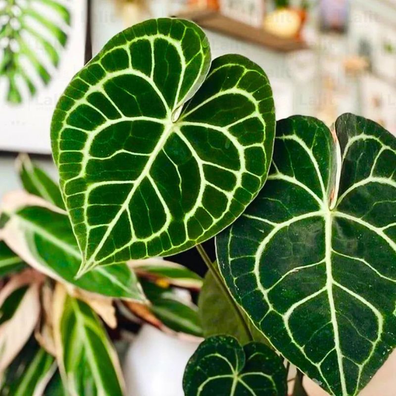 Anthurium Crystallinum For Luxury Foliage In Shade