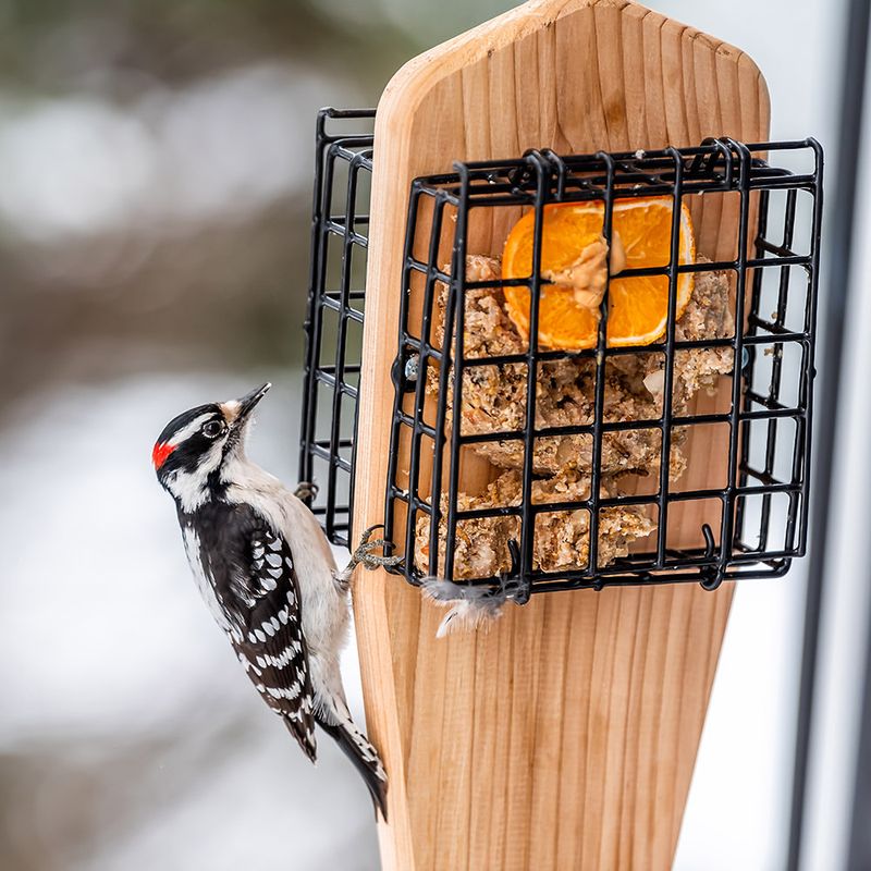 Suet Cakes Fuel Cold-Weather Birds