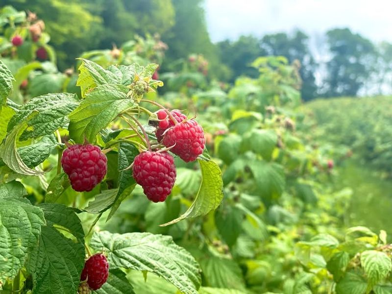 Raspberry Bushes