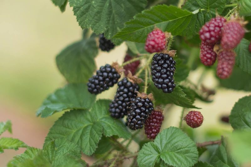Blackberry Bushes