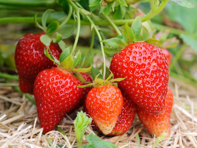 Strawberry Plants