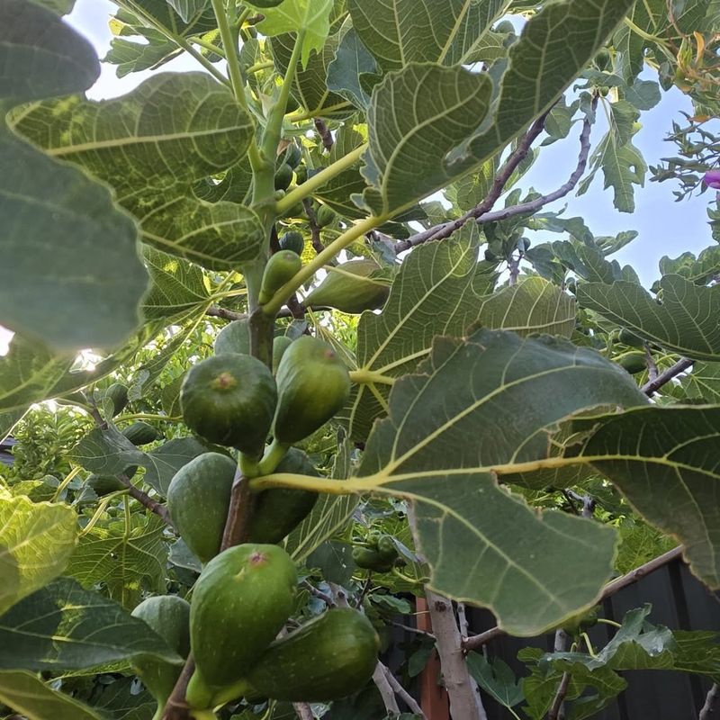 Fig
