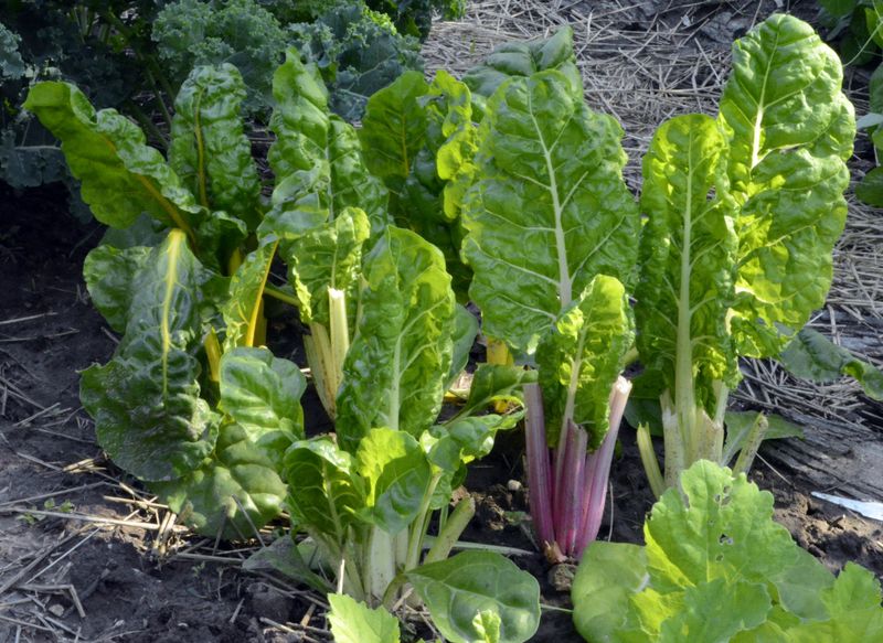 Swiss Chard