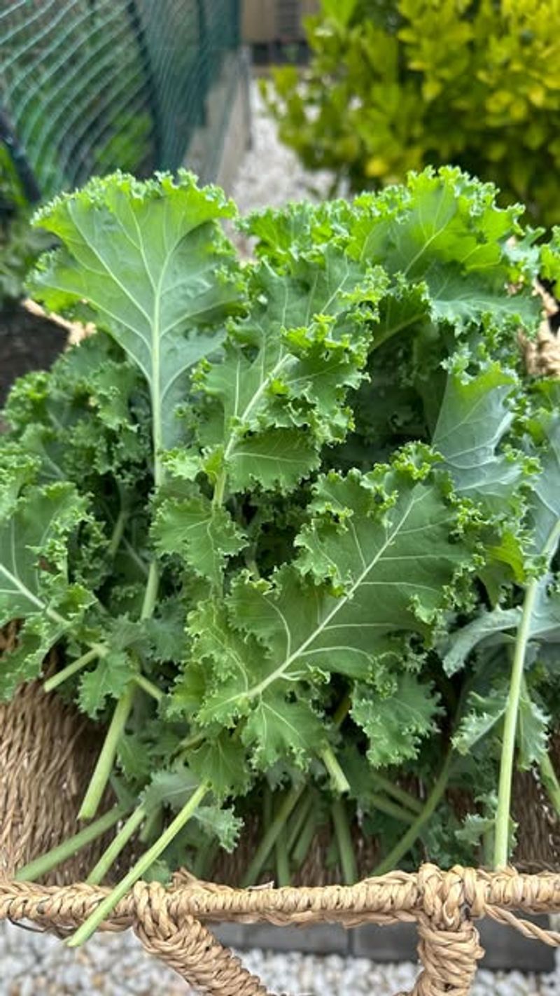 Baby Kale