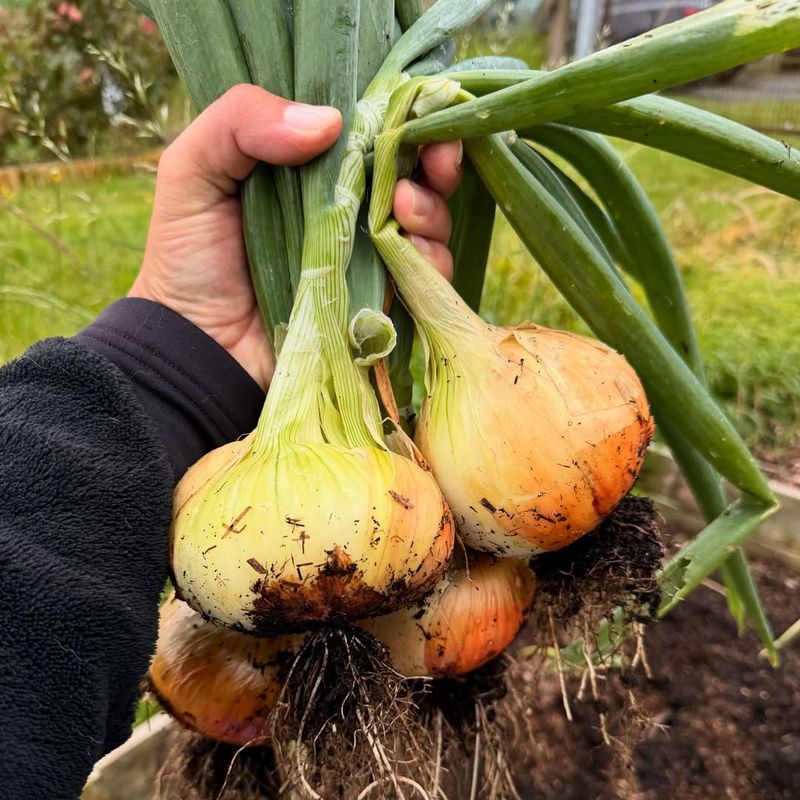 Onions From Seed For Bigger Bulbs